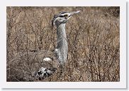 07IntoNgorongoro - 142 * Kori Bustard.